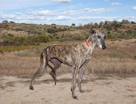 Cani 7268