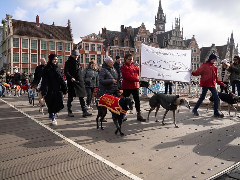 Dia Del Galgo Gent 2023